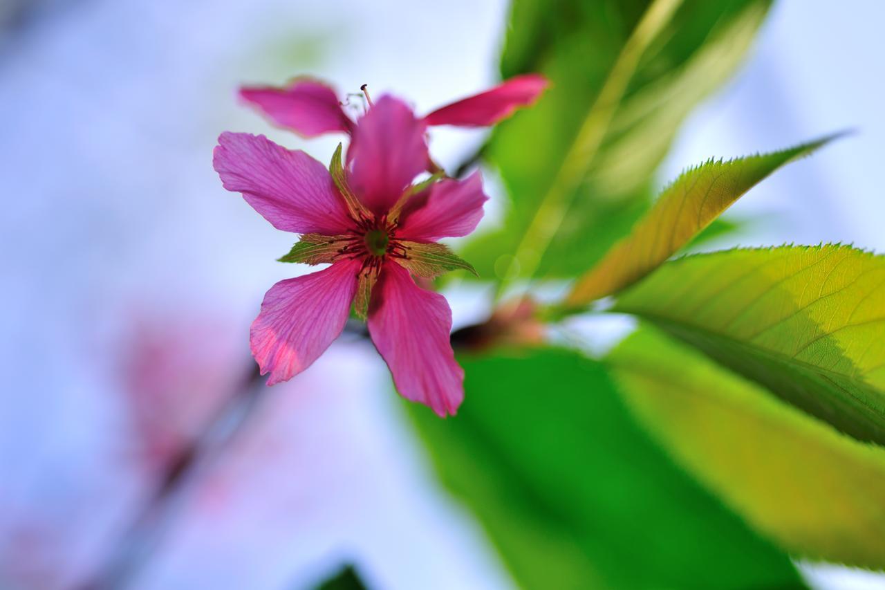 Flower Free花自在 Zhoulan Buitenkant foto